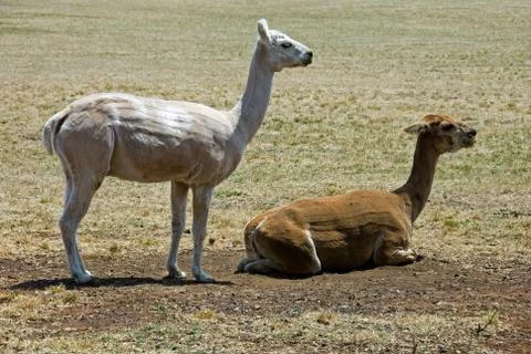 Alpacas Stock Photos