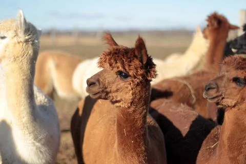 Alpacas Fotos Stock