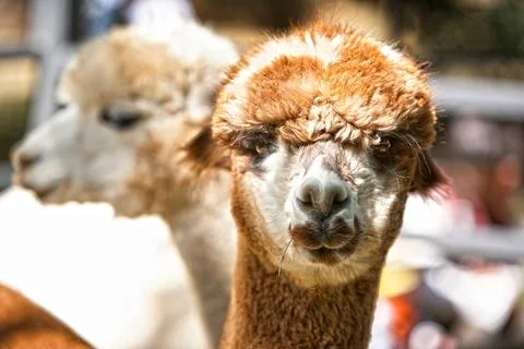 Alpacas Stock Photos