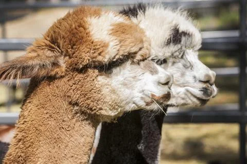 Alpacas Stock Photos