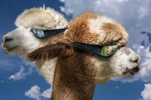 Alpacas Stock Photos