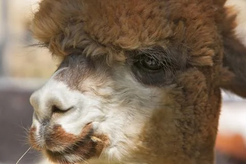 Alpacas Stock Photos