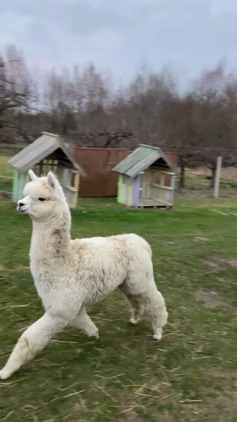 Alpacas Prance Through Backyard, Bronowice, Pulawy, Polska - 27 Mar 2025 Stock Footage 309891882