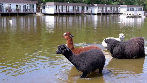 Alpacas Relaxing by the Lake Stock Footage 293235931