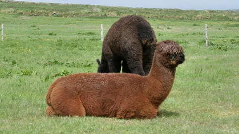 Alpacas Resting and Grazing Video stock 243442693
