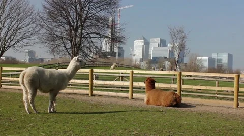 Alpaca's resting, city in the background Stock Footage 48750099