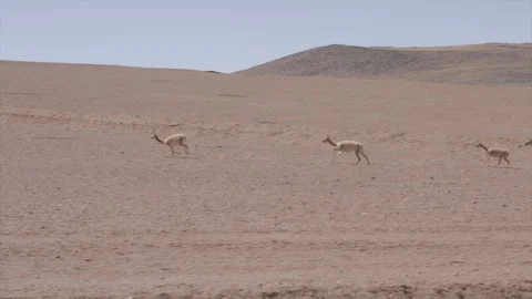 Alpaca's running in desert 库存影片 121723901