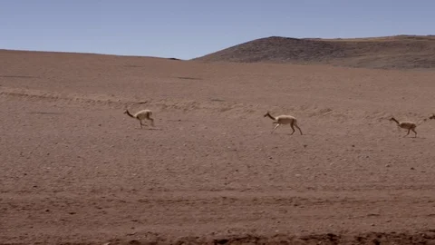 Alpaca's running in desert 库存影片 121723927