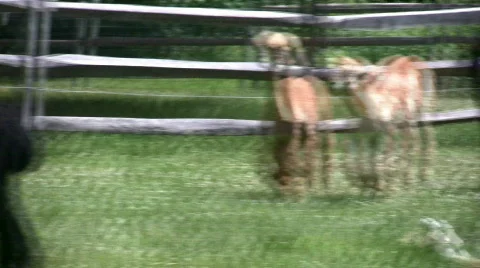 Alpacas running Stock-Footage 98312