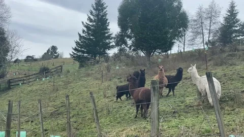 Alpacas standing by the side of the road crazing in a lush green paddock 库存影片 198911335