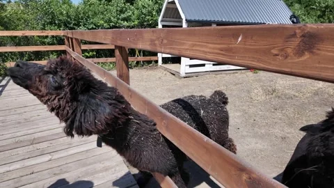An alpacas with thick brown fur is kept in a wooden fenced enclosure on a farm Видео 344951943