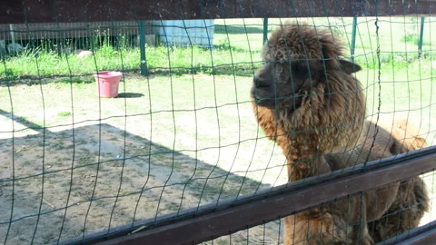 Alpacas walk on farm Stock Footage 94040341