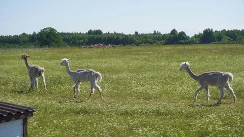 Alpacas walking though the field Video stock 91578342