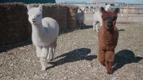 Alpacas walking towards camera 動画素材 143430196