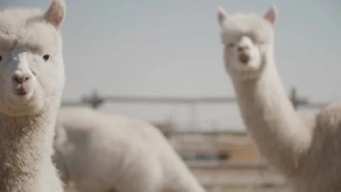 Alpacas white looking into camera Stock Footage