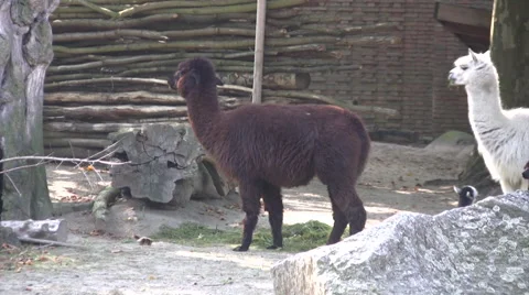 Alpacas in a wildlife enclosure Stock Footage 42017414