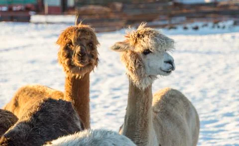 Alpacas in Winter Stock Photos