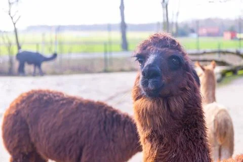 Alpacca looks cheekily into the camera, close-up Stock Photos