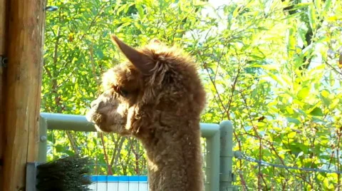 Alpaka.. Stock Footage 509939