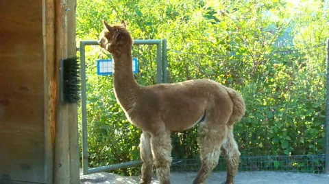 Alpaka. Stock Footage 509955