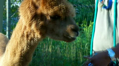 Alpaka Stock Footage 509971