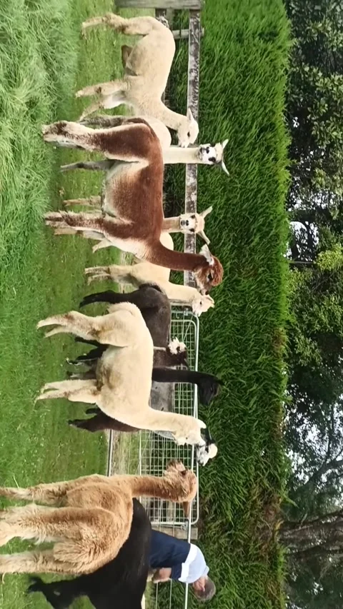 ALPAKA Stock Footage 288860564