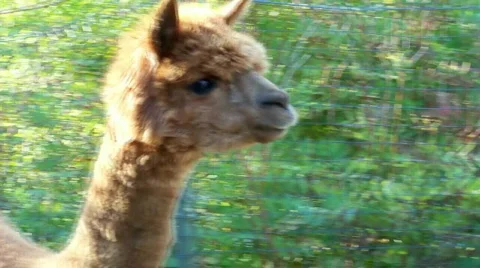 Alpaka1 Stock Footage 509989