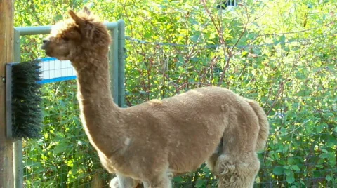 Alpaka2 Stock Footage 510001