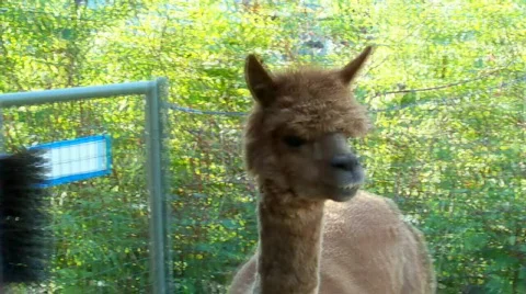 Alpakahead Stock Footage 510013