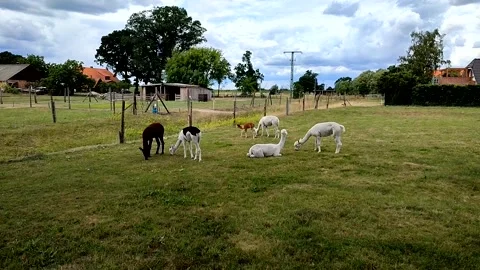 Alpakas in germany Video stock 245311092