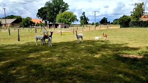 Alpakas in germany Video stock 245311128