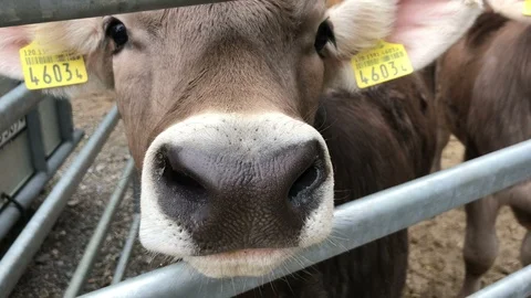 Alpen cow Stock Footage 107684801