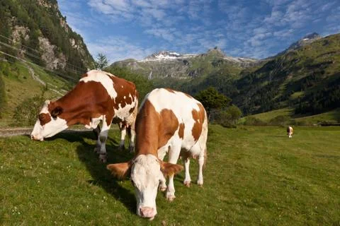 Alpen cows Stock Photos