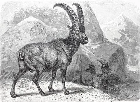 Alpensteinbock oder Gemeiner Steinbock Alpine ibex Capra ibex digital Stock-Illustration