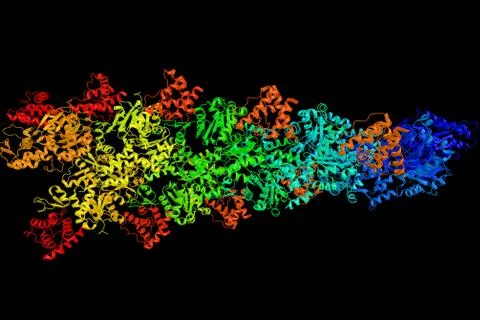 Alpha-actinin-3, a protein with multiple roles in different cell types. Hel.. Stock Illustration