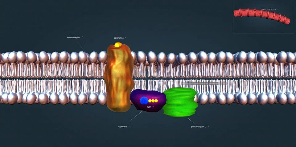 Alpha agonists constrict both arteries and veins. Stock Illustration