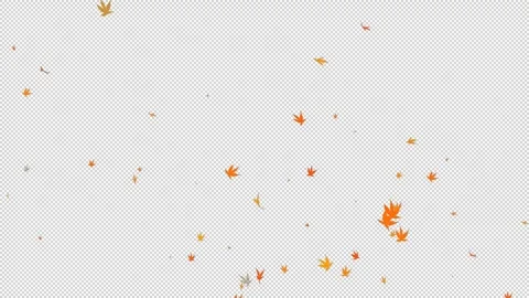 Alpha Autumn maple leaves falling Stock Footage 291002039