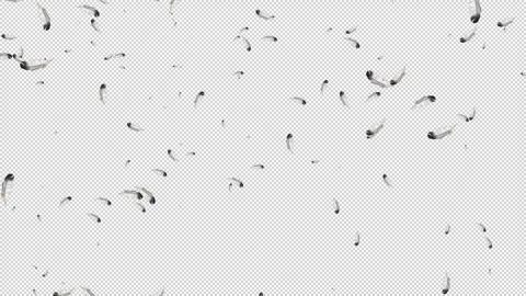 Alpha Beautiful particle feathers fall Stock Footage 328916387