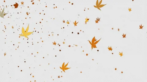 Alpha beautiful yellow maple leaves flutter in the wind Stock Footage 320659537
