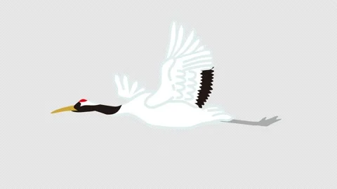 Alpha channel and loop ready file - Red crowned crane flapping wings Stock Footage 167396738