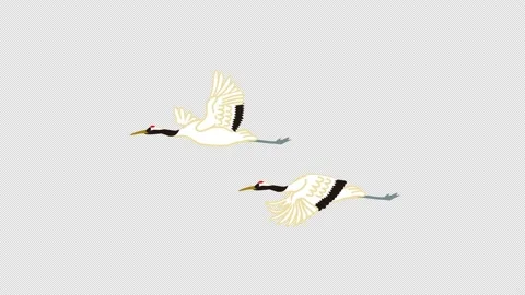 Alpha channel and loop ready file - Two red crowned crane flapping wings Stock Footage 167396798