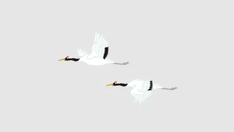 Alpha channel and loop ready file - Two red crowned crane flapping wings Stock Footage 167397545