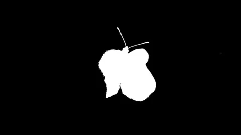 Alpha channel. Butterfly flaps its wings. Chrome key. Film production Stock Footage 312144396
