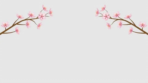 Alpha channel file - Blooming animation two cherry blossom twigs Stock Footage 169566925