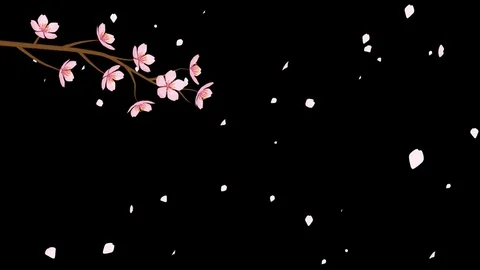 Alpha channel file, Blooming Cherry Blossom flower and Falling Petals Animation Stock Footage 85088439