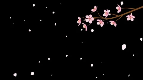 Cherry Blossom Flower and Falling Petals Animation Stock Footage