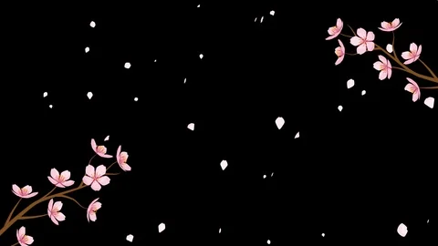 Alpha channel file - Blooming Cherry blossom and falling petals Stock Footage 100741473
