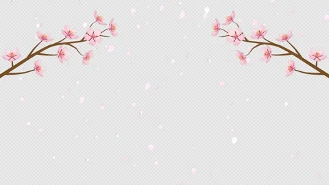Alpha channel file - Blooming cherry tree twigs, Falling petals Stock Footage 169568043