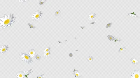Alpha channel file - Blowing depth animation, margaret flower particles Stock Footage 236283040