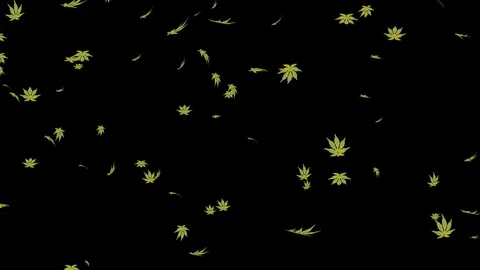 Alpha channel file - Falling green maple leaves Stock Footage 118117153
